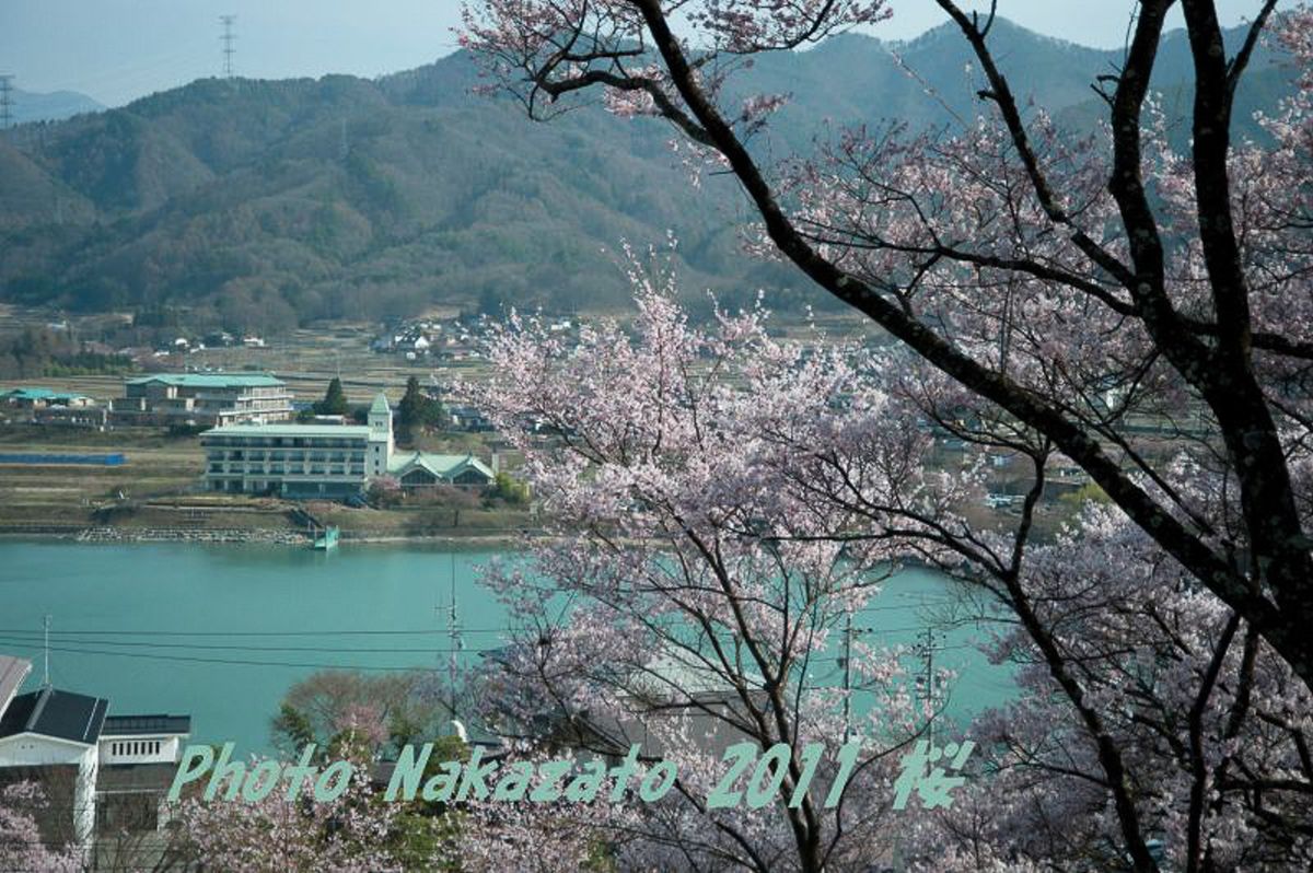 高遠の桜